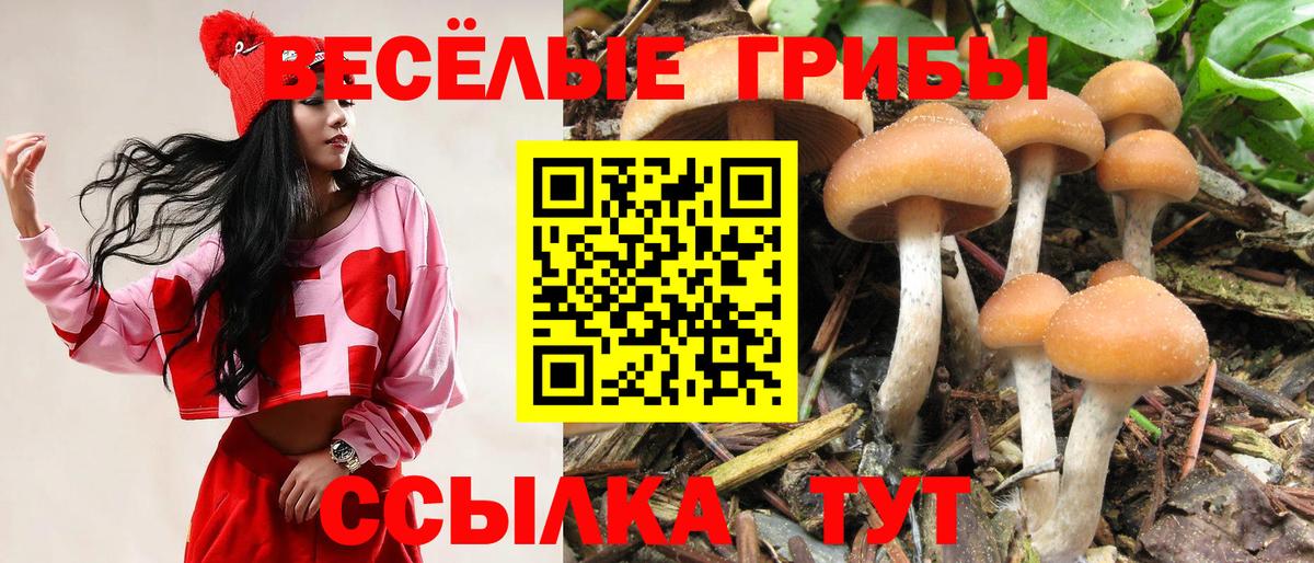 где купить наркотик  Галлюциногенные грибы MAGIC MUSHROOMS  Вход с VPN  Дальнегорск  Псилоцибиновые грибы ЛСД 